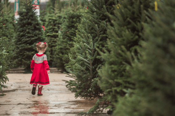 Know-before-you-go Tips for Visiting a Christmas Tree Farm 2