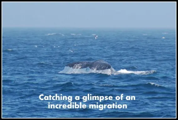 Whale watching with kids