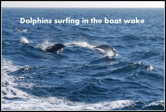 dolphins