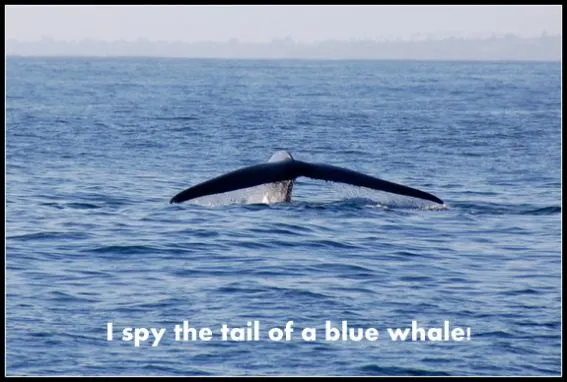 Blue whale watching