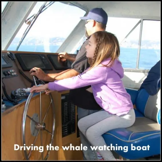 Whale watching with kids