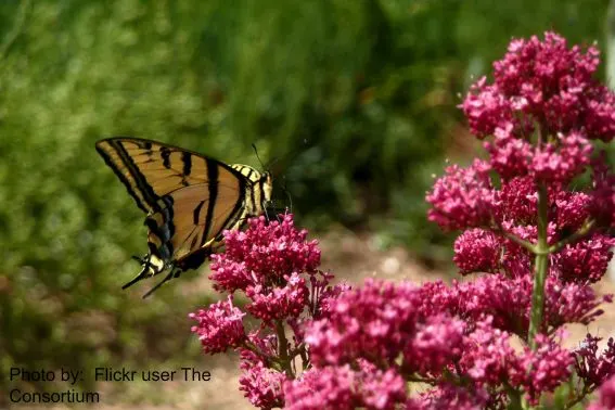 Denver Botanic Gardens Flickr user The Consortium