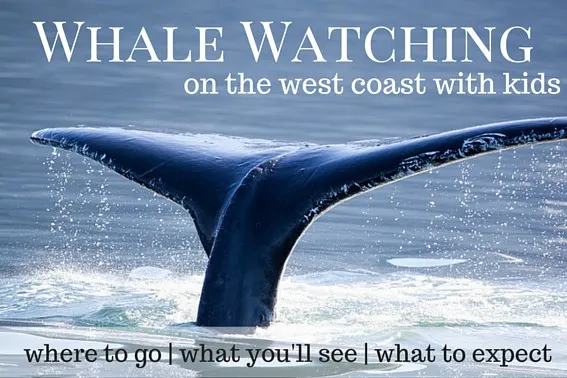 Whale Watching with kids on the west coast