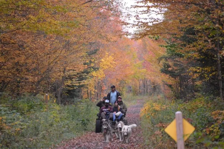 What to Do in New Hampshire Muddy Paw Dog Sled