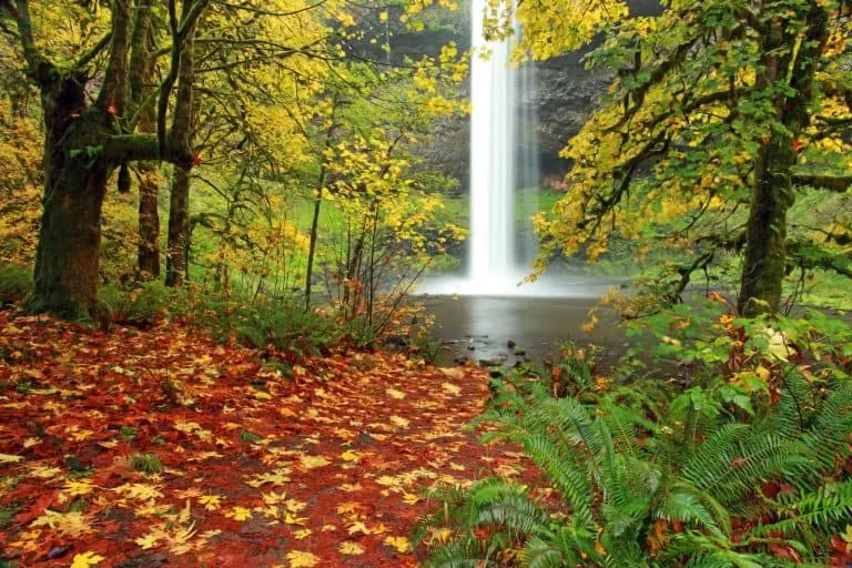 Fun things to do in Oregon include visiting Silver Falls State Park