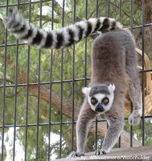 Kid-friendly Animal Teaching Zoo, California animals in southern california