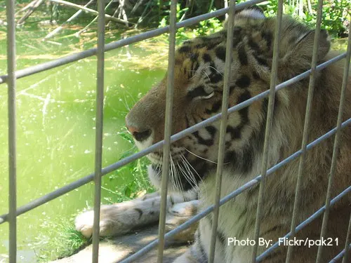 Kid-friendly Cat Haven, California animals in southern california