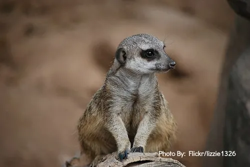 Kid-friendly Earthling's Wildlife Center, California animals in southern california