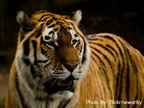 Shambala Kid-Friendly Animal Encounters animals in southern california