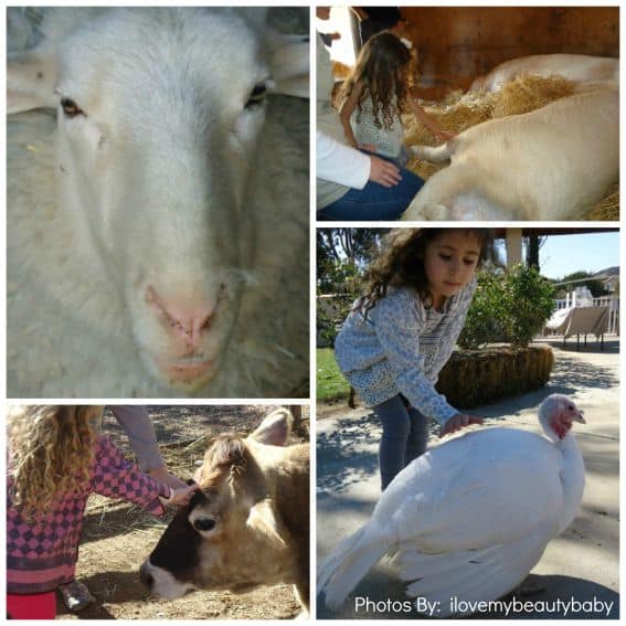 Kid-friendly Farm Sanctuary California animals in southern california