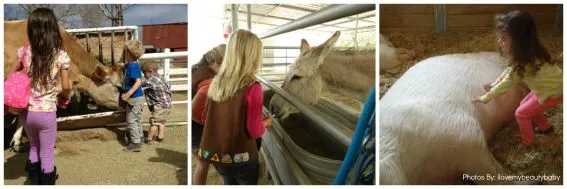 Kid-friendly Gentle Barn California animals in southern california