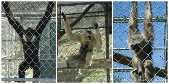 Kid-friendly activity Gibbons Conservation Family Encounters california animals in southern california