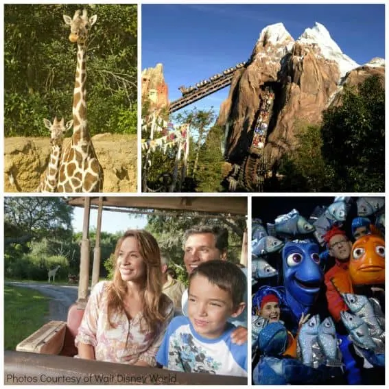 Walt Disney World Animal Kingdom Collage