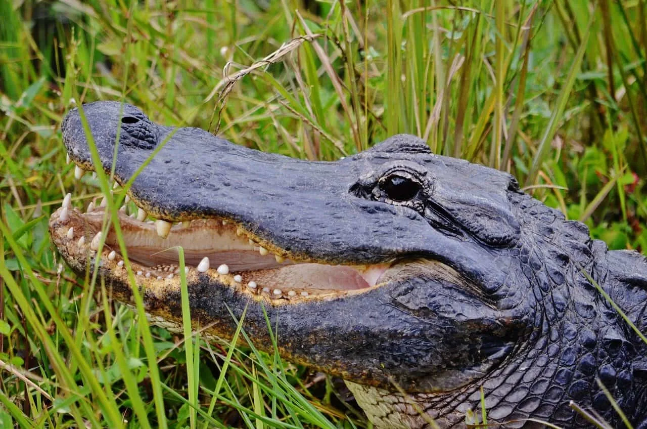 everglades alligator spotting is a fun things to do on a Florida family vacation