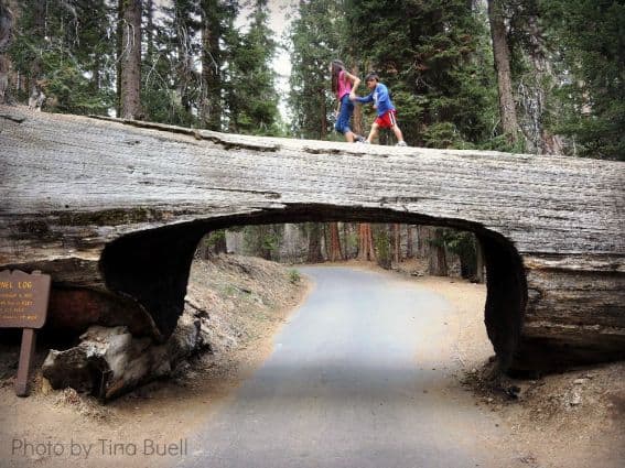 Three National Parks in Three Days: Tunnel Tree Sequoia National Park Photo by: Tina Buell