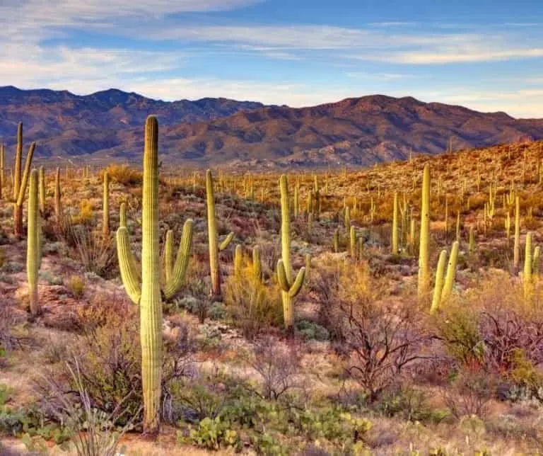 Saguaro National Park in Arizona