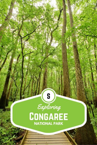 Exploring Congaree National Park with Kids