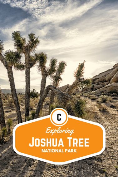 Exploring Joshua Tree National Park with Kids