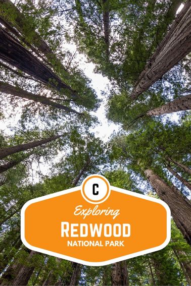 Exploring Redwood National Park with Kids