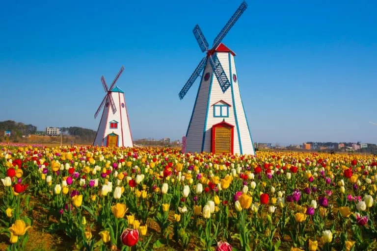 things to do in Michigan see the tulips in Holland