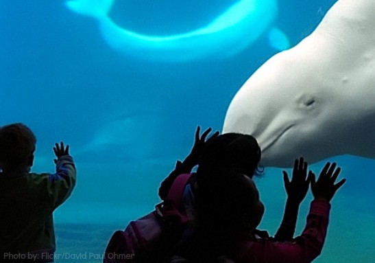 Vancouver BC with kids Vancouver Aquarium
