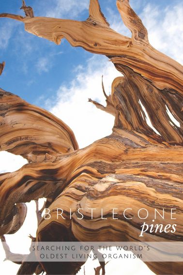 Where to find the Bristlecone Pine Tree- the world's oldest living organism.
