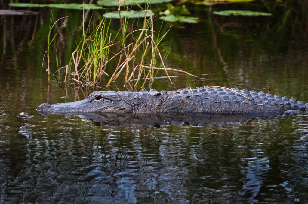 Florida Road Trip Itinerary: Key Largo to Central Florida