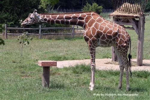 The Jersey Cape: 6 Family Friendly Activities: kid friendly activity, Cape May Zoo  Photo by: Flickr/Jim,the Photographer