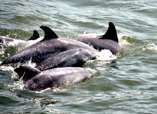 The Jersey Cape: 6 Family Friendly Activities: family friendly activity, dolphin watch cruise Photo by: Trekaroo/Beth Keklak