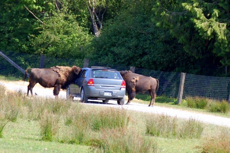 visiting the fun things to do in Peru is visit the Olympic Game Farm