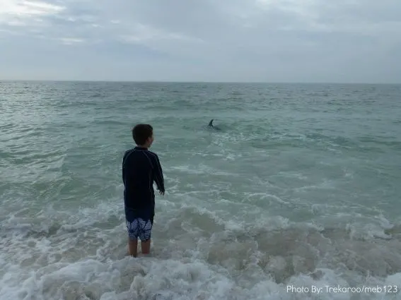 kid friendly north captiva dolphin