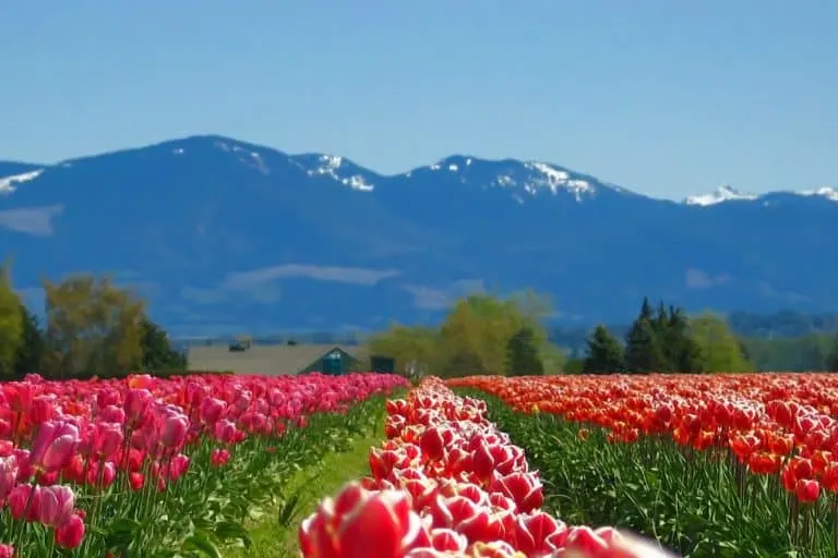 Washington State tulip fields are a great place to visit