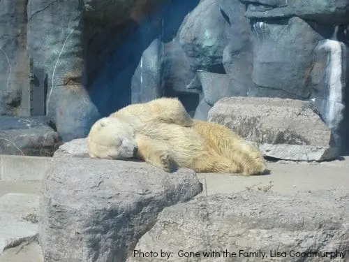 toronto zoo