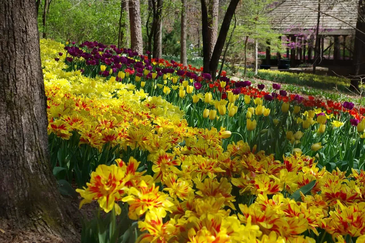 Garvan Woodland Gardens in Arkansas