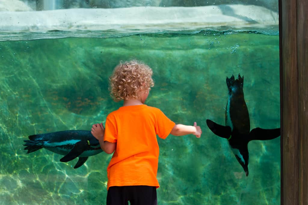 Things to do in Arkansas with kids include a visit to the Little Rock Zoo 