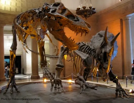 California Dinsosaur Encounters & Digs for Families and Kids: Natural History Museum Los Angeles Photo by: Trekaroo/goexplorenature