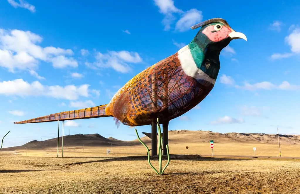 pheasants on the prairie photo