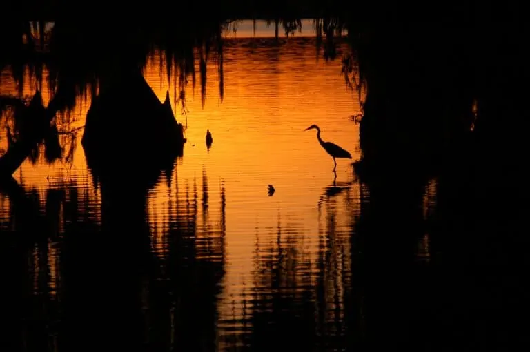 birding in Lousiana