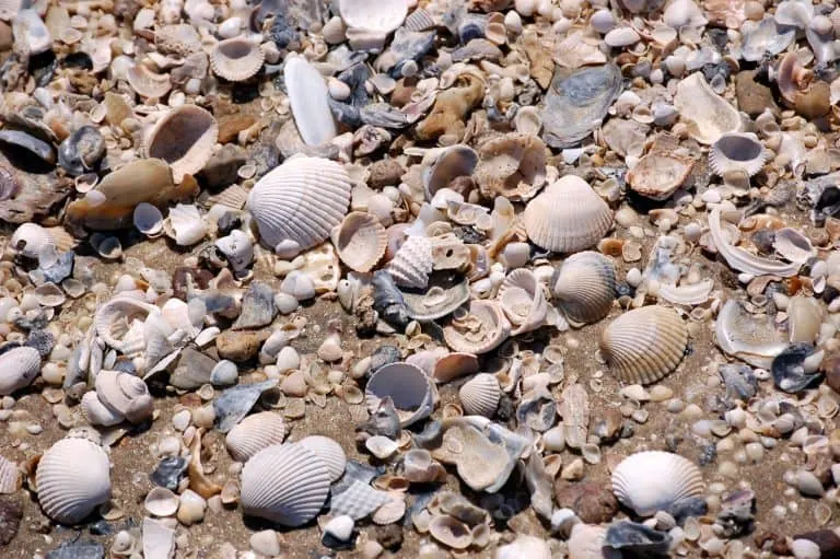Holly-beach Seashells
