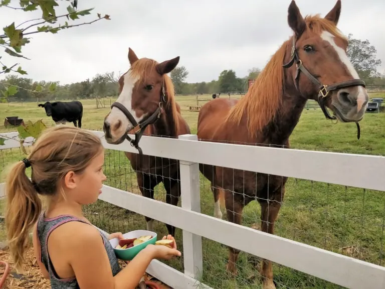 Things to do in Texas with kids Farm Stay