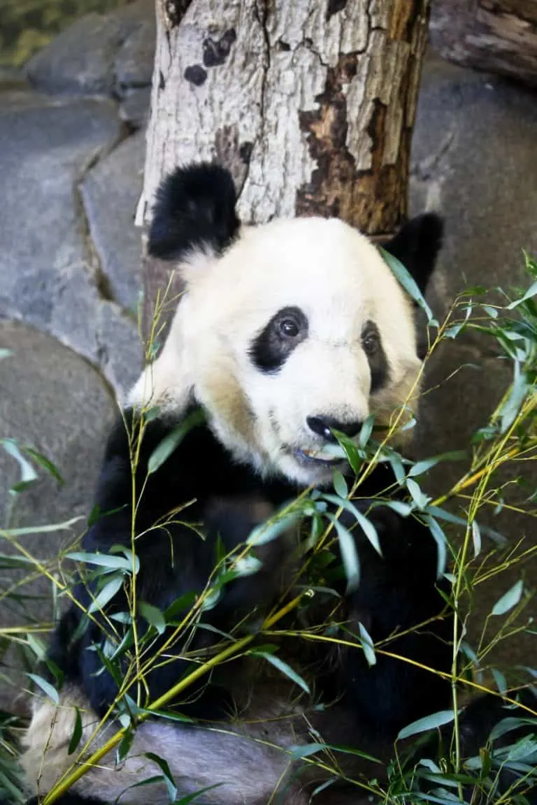 Tennessee Vacations for Families 2025- 50 Great Things to do in Tennessee with Kids 20 Panda at the Memphis Zoo
