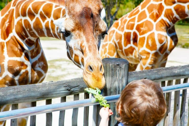 Feed giraffes at the Tennessee Safari Park