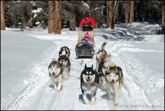 Dog sled kids