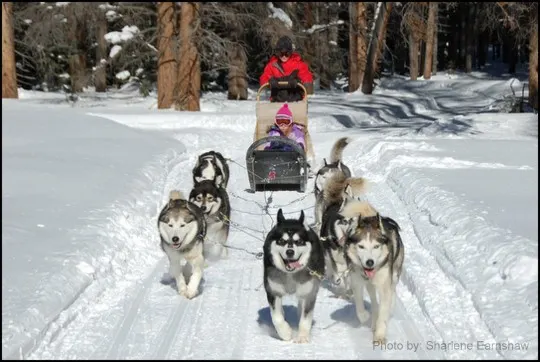 Sled Dog Musher Leggings - Siberian Husky & Alaskan Malamute