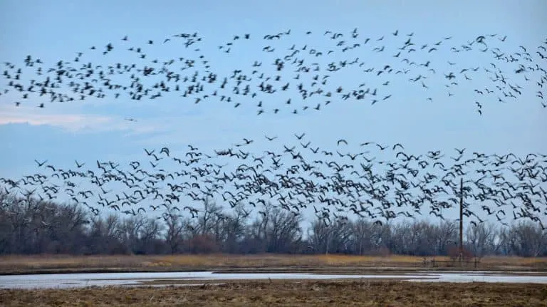 Things to do in Nebraska - Sandhill cranes at Rowe Sanctuary