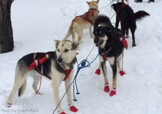 Dog Sledding - Gifford