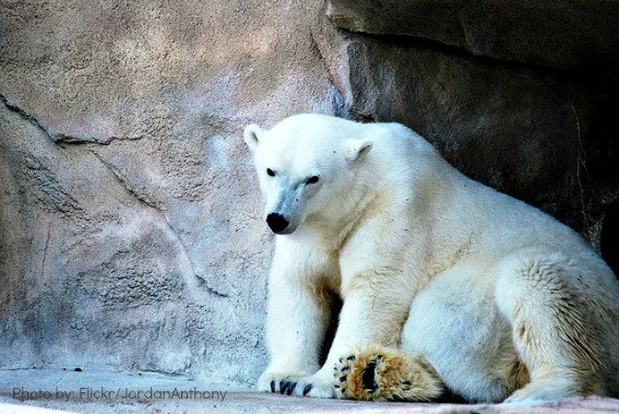 Free Henry Vilas Zoo in Madison Wisconsin