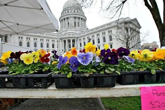 Family Fun in Madison Wisconsin Dane County Farmers Market