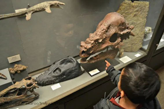 Family Activity Madison UW Geology Museum