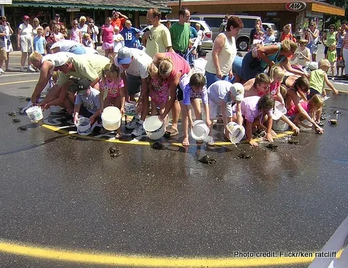 Nisswa Minnesota Turtle Races